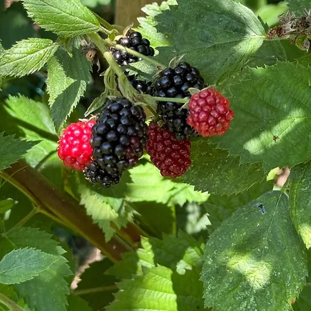 דירה Traumhaftes Gartenloft מריאנברג