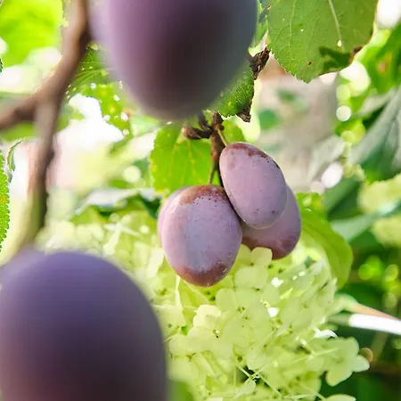 Traumhaftes Gartenloft דירה מריאנברג